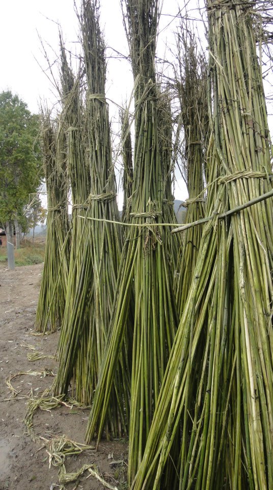 Datan villagers’ main crop – barley.