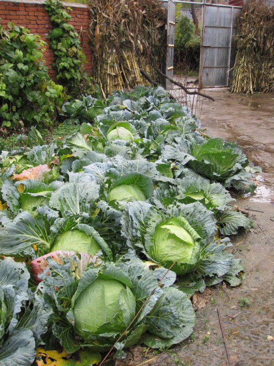 Cabbages are stored underground to be kept fresh. Self-grown vegetables are the villagers’ main food source, hence freshness is vital.
