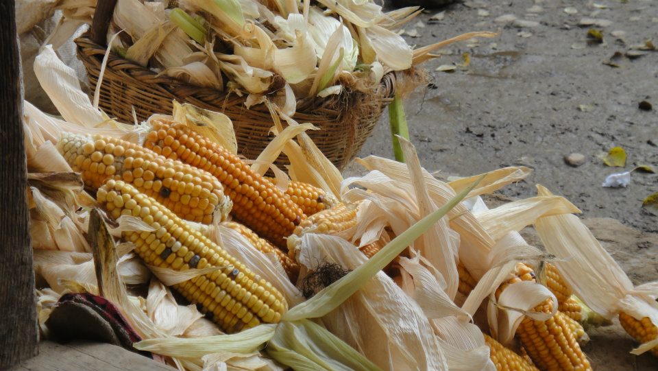 Corn is a main fodder for the cattle.